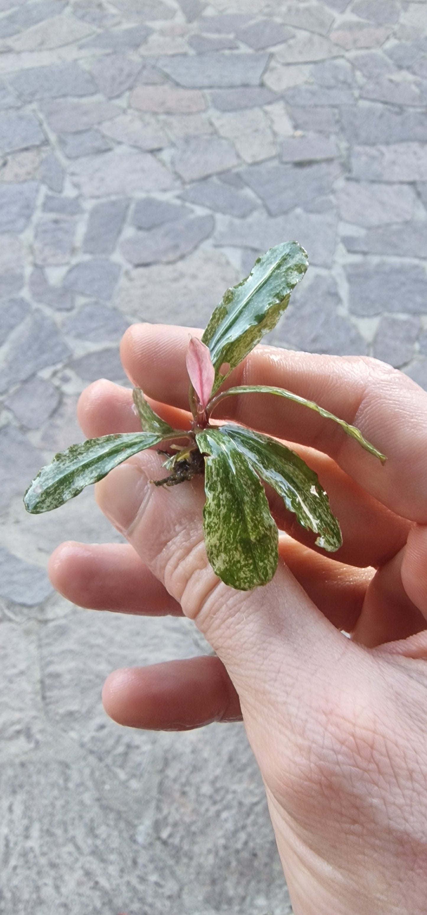 Bucephalandra variegated marble 1 rhizome 5cm rare plants aquarium