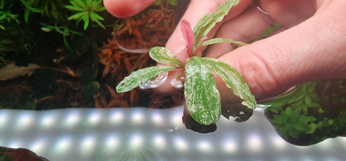 Bucephalandra variegated marble 1 rhizome 5cm rare plants aquarium