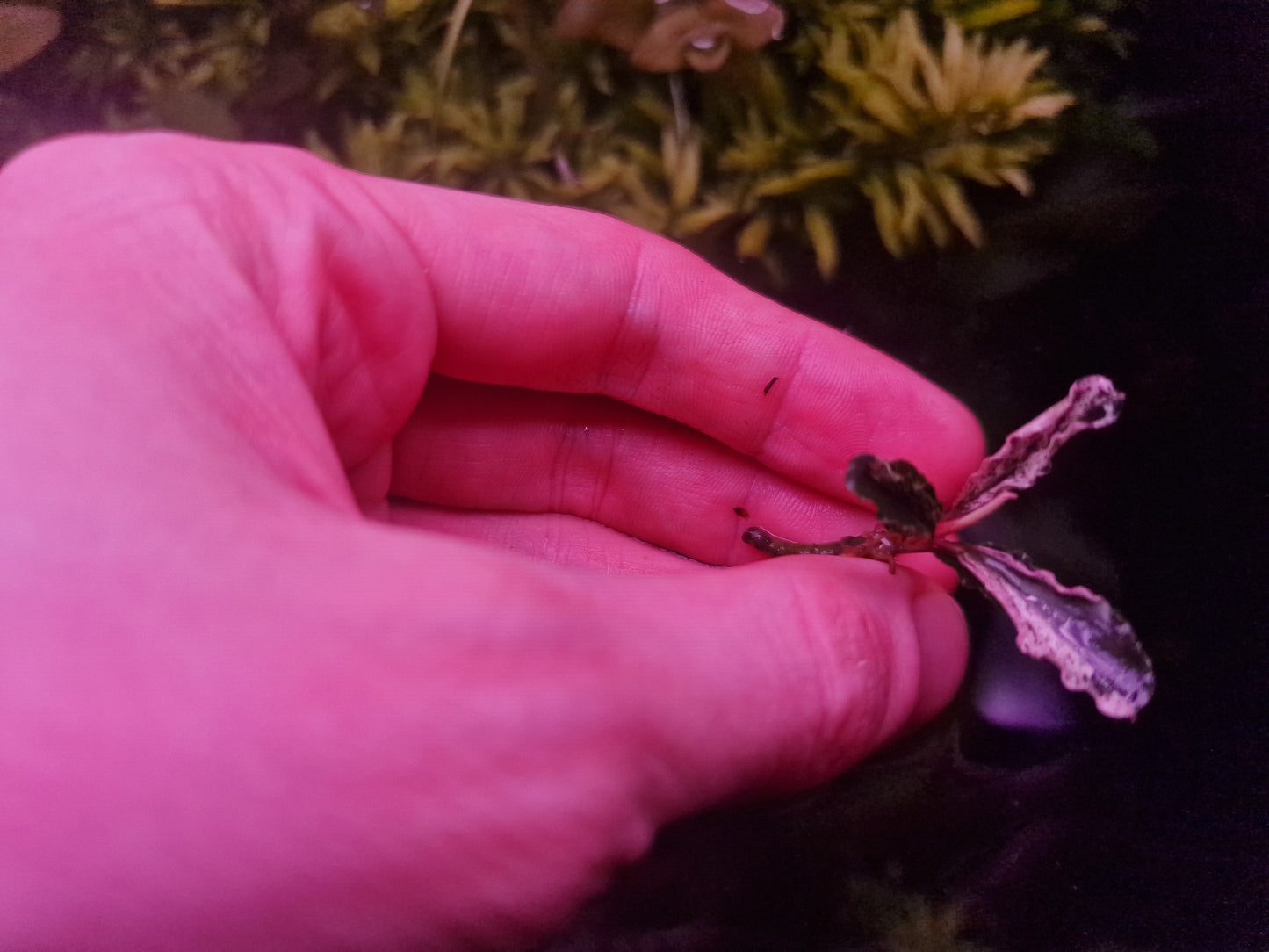 Bucephalandra brownie melawi variegated 1 rhizome 5cm
