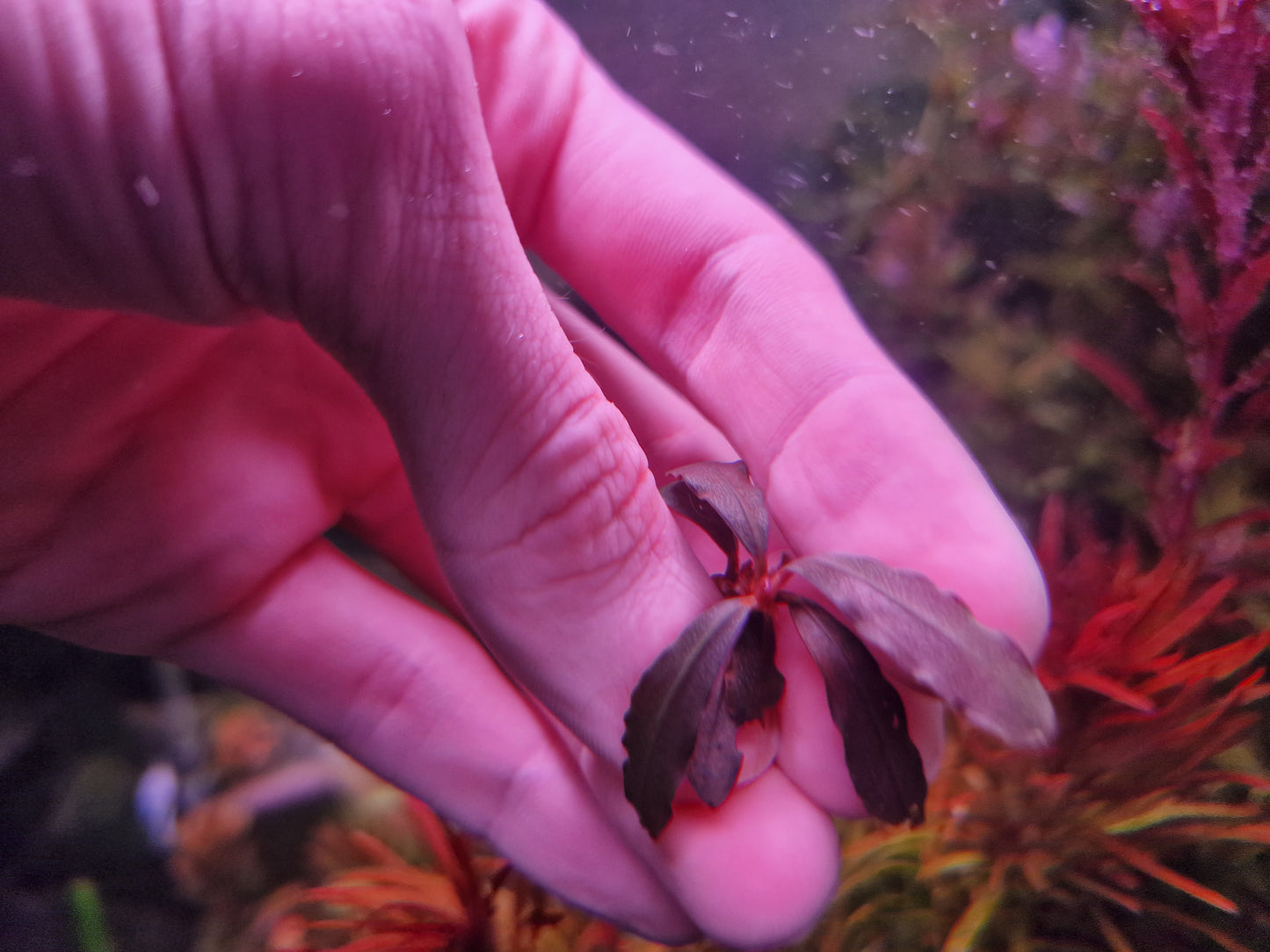 Bucephalandra brownie ghost 2011 original no vitro rhizome 7cm rare plants aquarium