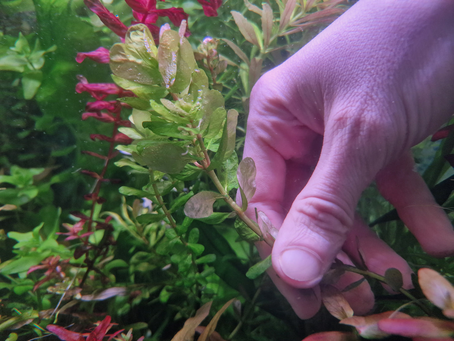 Rotala shayadrica 5 stems 15cm