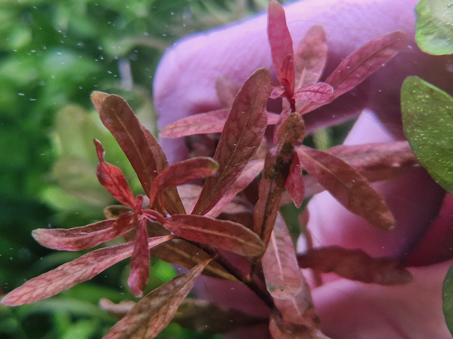 Ludwigia verticellata crystal red 4 stems 15cm