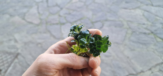 Anubias nana petite 3 rhizome 5cm