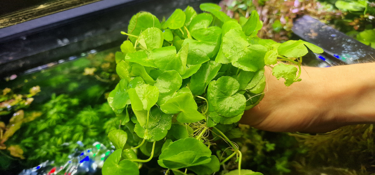 Hydrocotyle leucocephala porzion 3