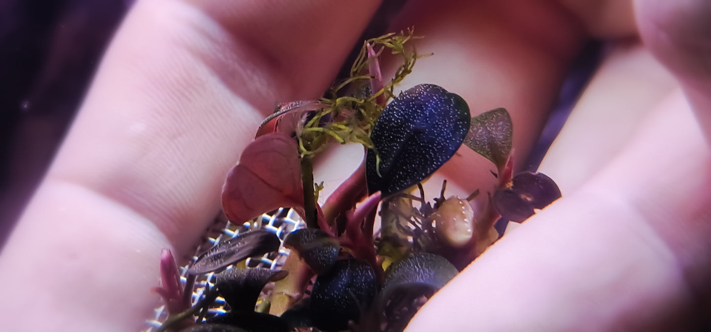 Bucephalandra black rock 1 rhizome 7cm