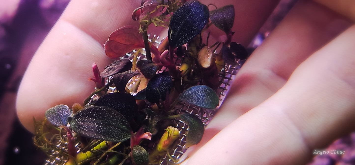 Bucephalandra black rock 1 rhizome 7cm