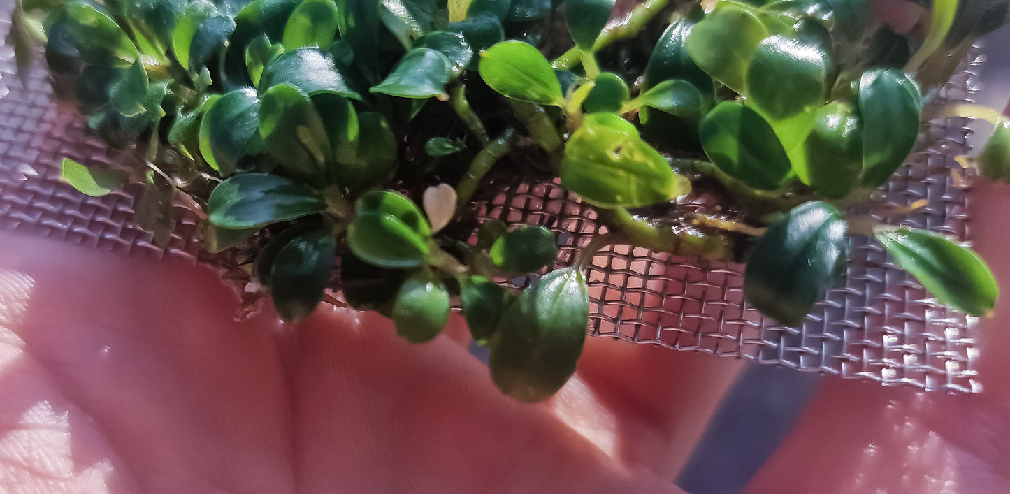 Bucephalandra mini coin 1 rhizome 7cm