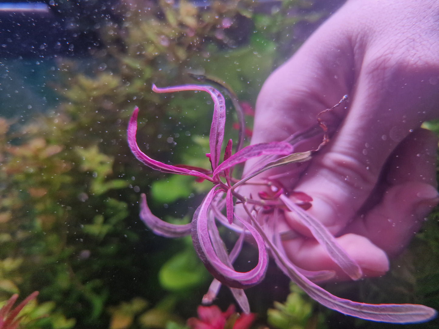 Hygrophila lancea chai 1 stem 15 submerged