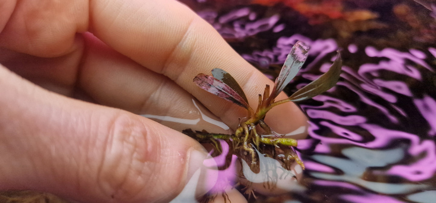 Bucephalandra variegated pink 1 rhizome 5cm