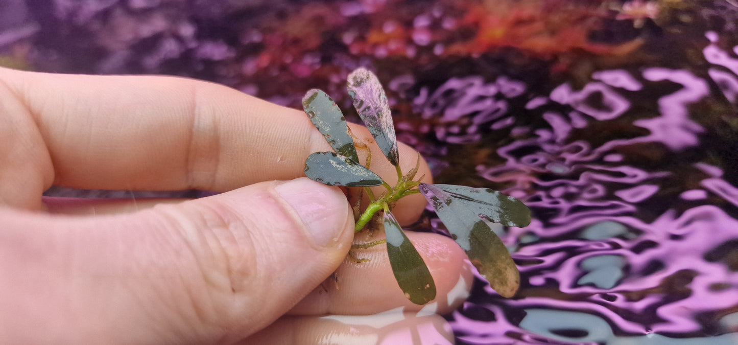 Bucephalandra variegated pink 1 rhizome 5cm
