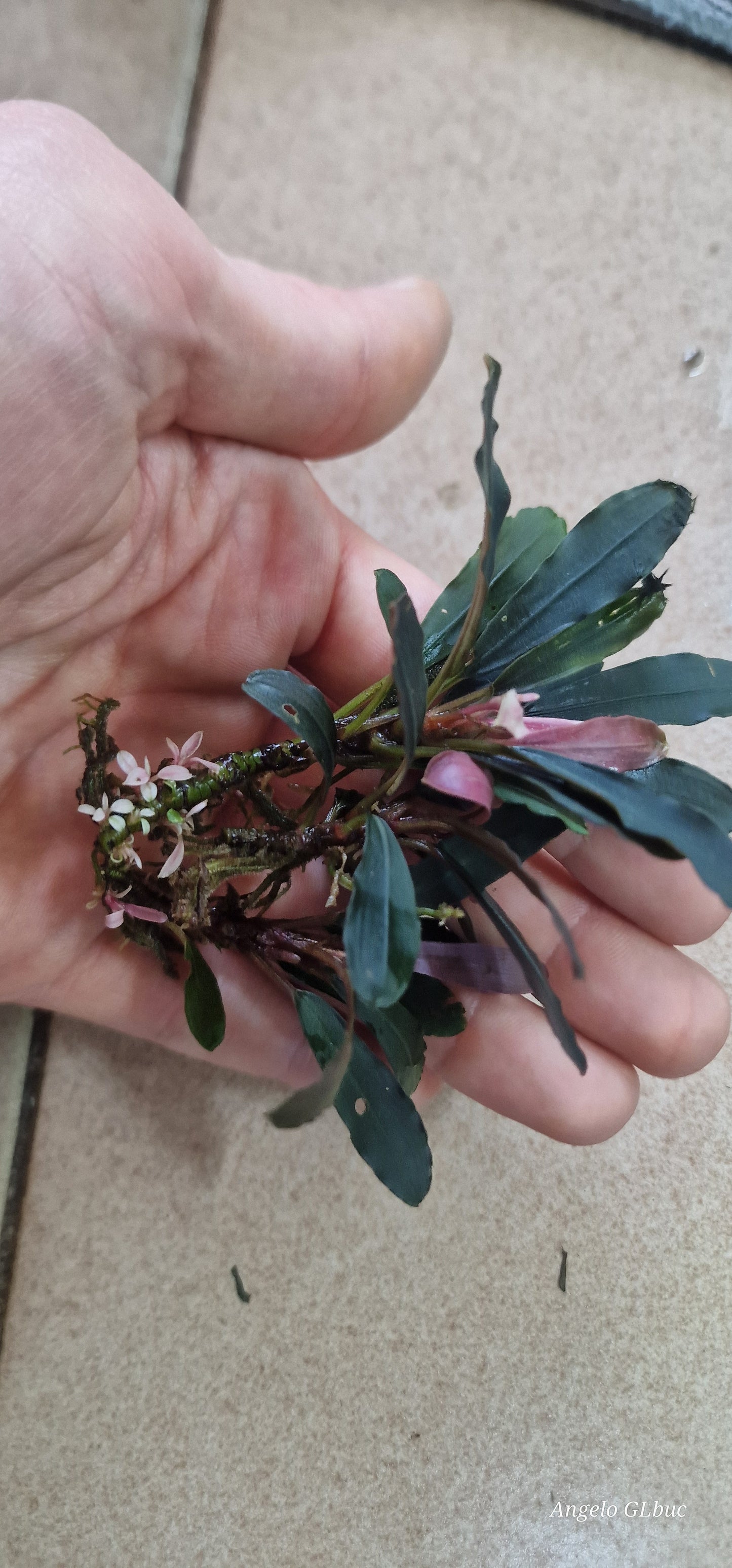 Bucephalandra narcisusus variegated 1rhizome 7cm