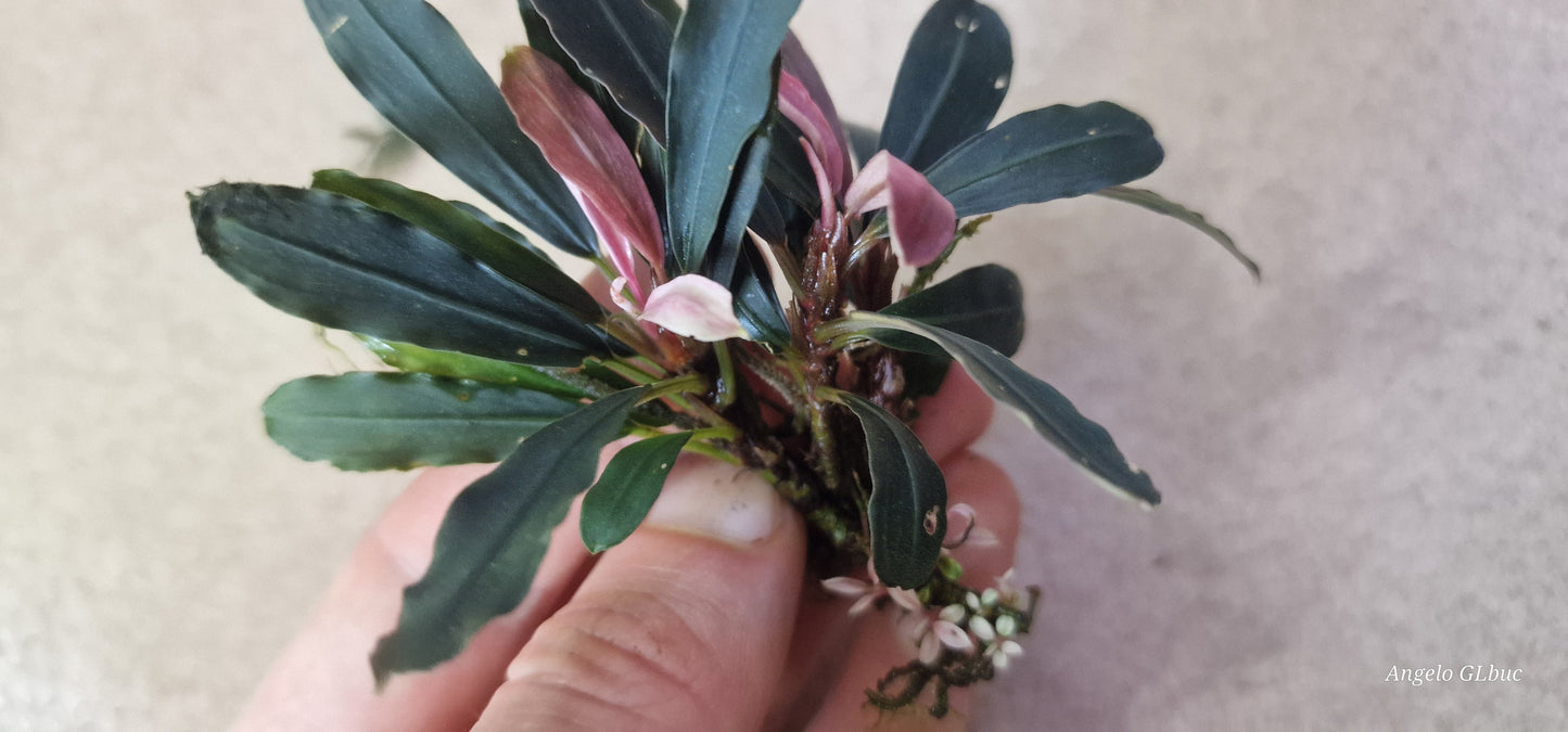 Bucephalandra narcisusus variegated 1rhizome 7cm