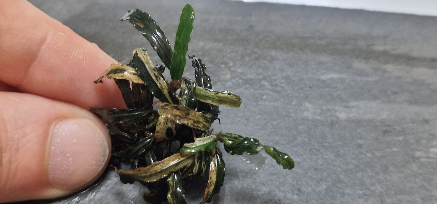 Bucephalandra mini velvet dark variegated 1 rizome 5cm