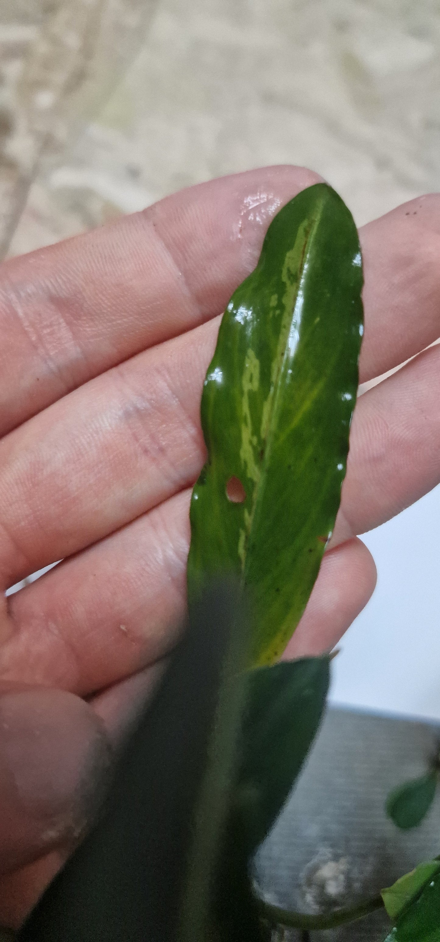Bucephalandra montleya variegated 1 rhizome 7cm