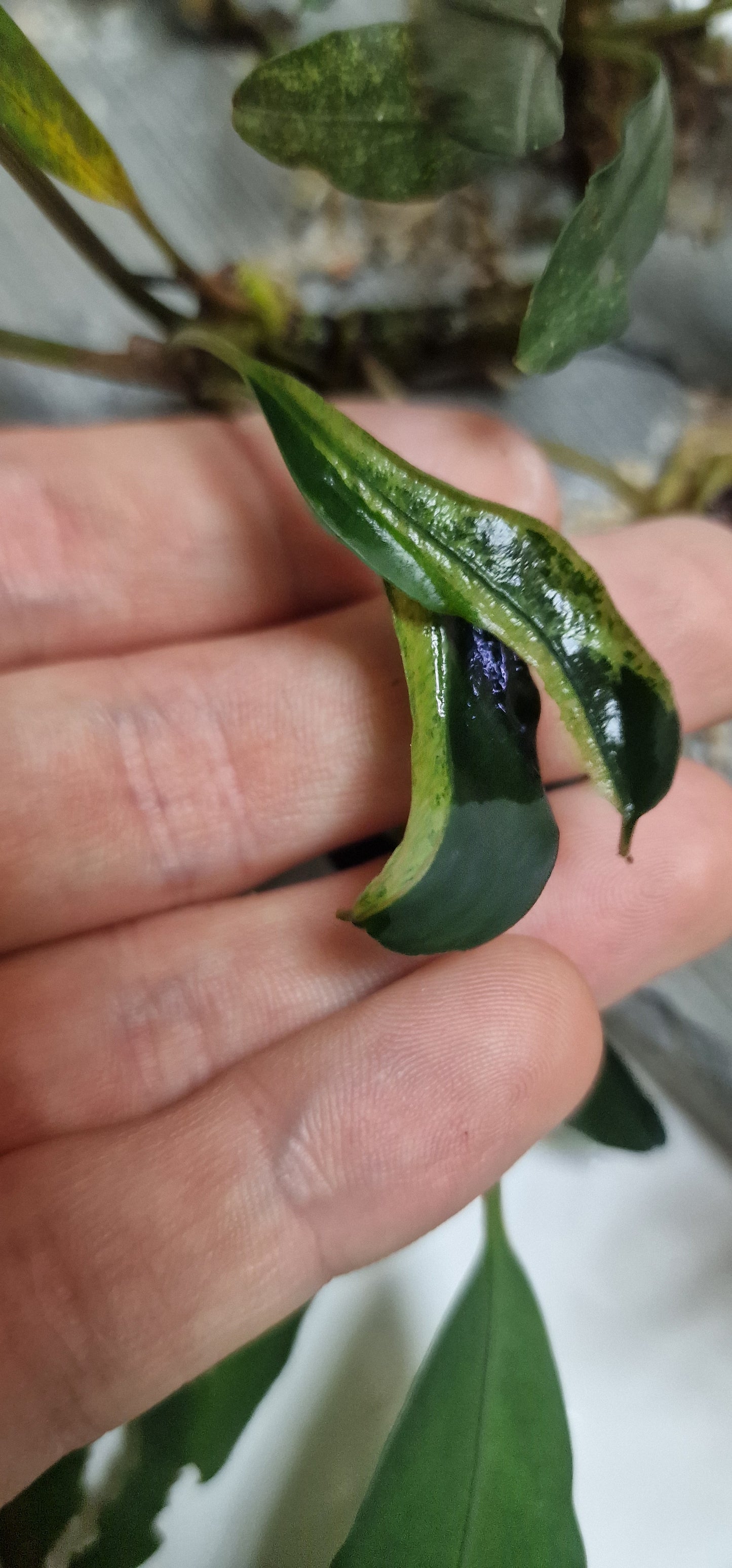 Bucephalandra montleya variegated 1 rhizome 7cm