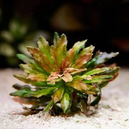 Spaerocarpa mini