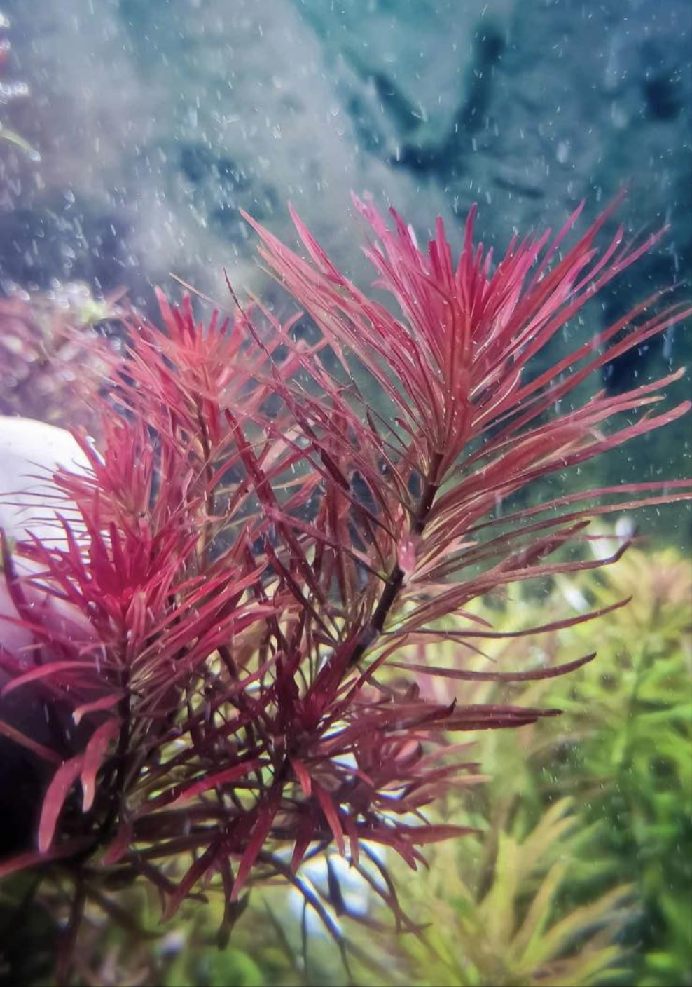 Ludwigia meta 4 stems 20 cm