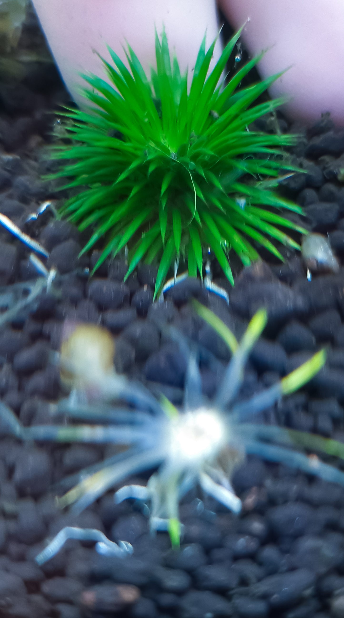 Eriocaulon ratnagiricum 1 plant submerged