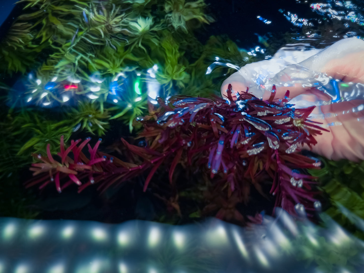 Rotala blood red singapore 10 stems 15cm