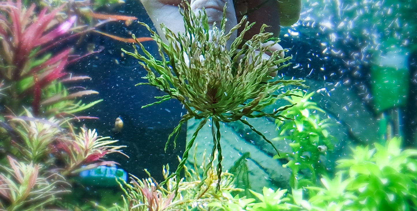 Ludwigia curly/tornado 3 stems 15cm rare plants aquariun