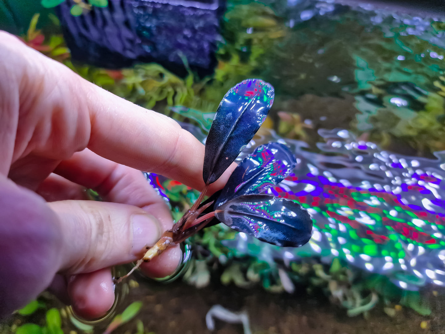 Bucephalandra mettalic blue 1 rhizome 7 cm