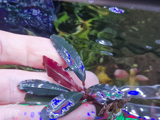 Buceohalandra narcisus 7cm 1rhizome