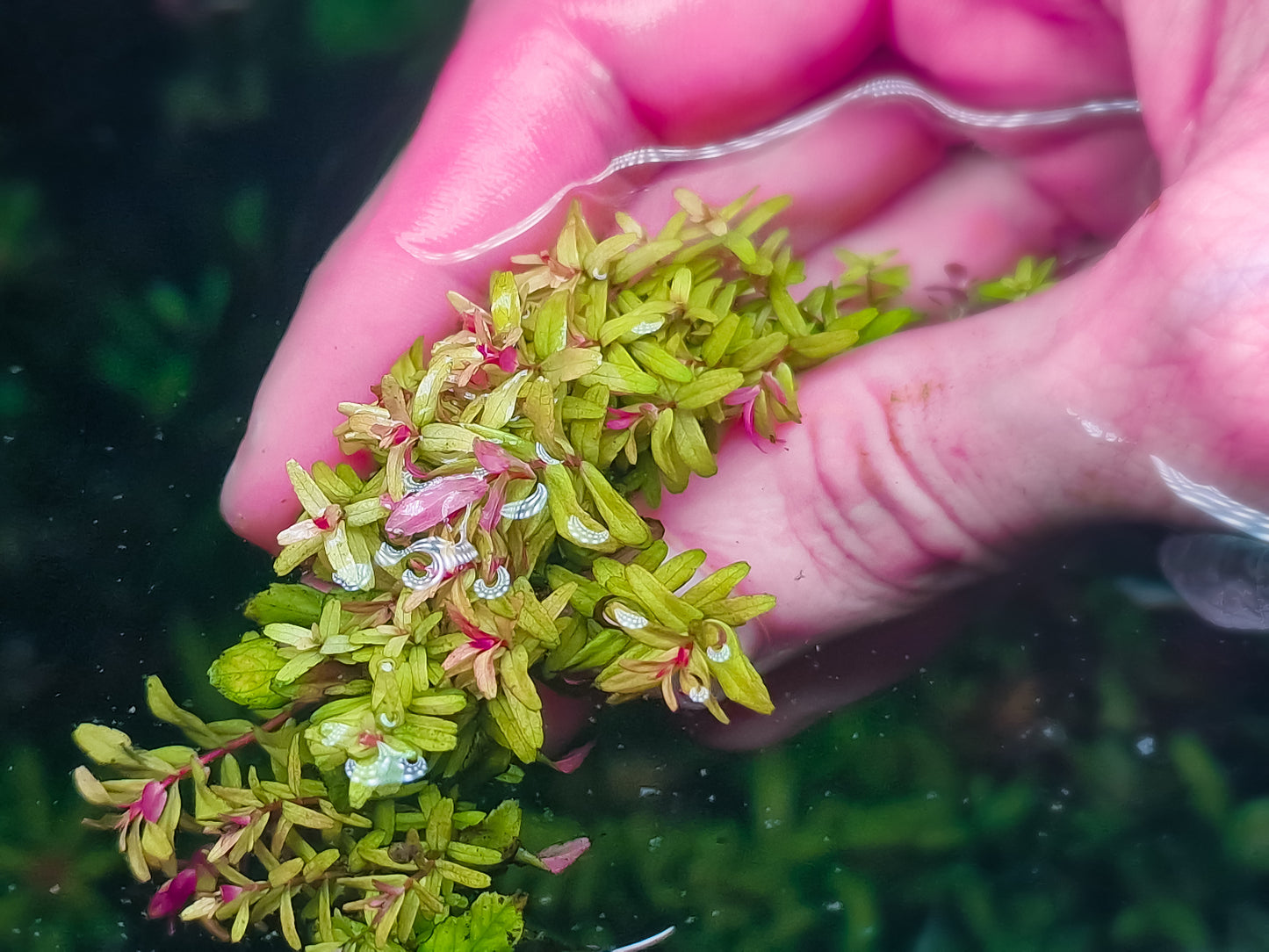 Rotala macrandra mini IV green 10stems 15cm