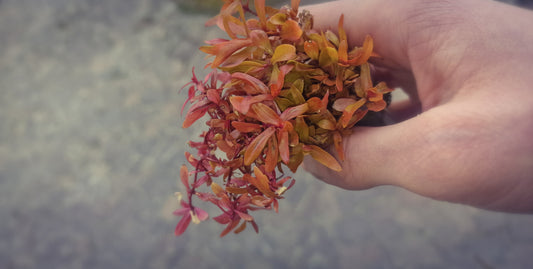 Ammannia pedicellata golden 10 stems 15cm