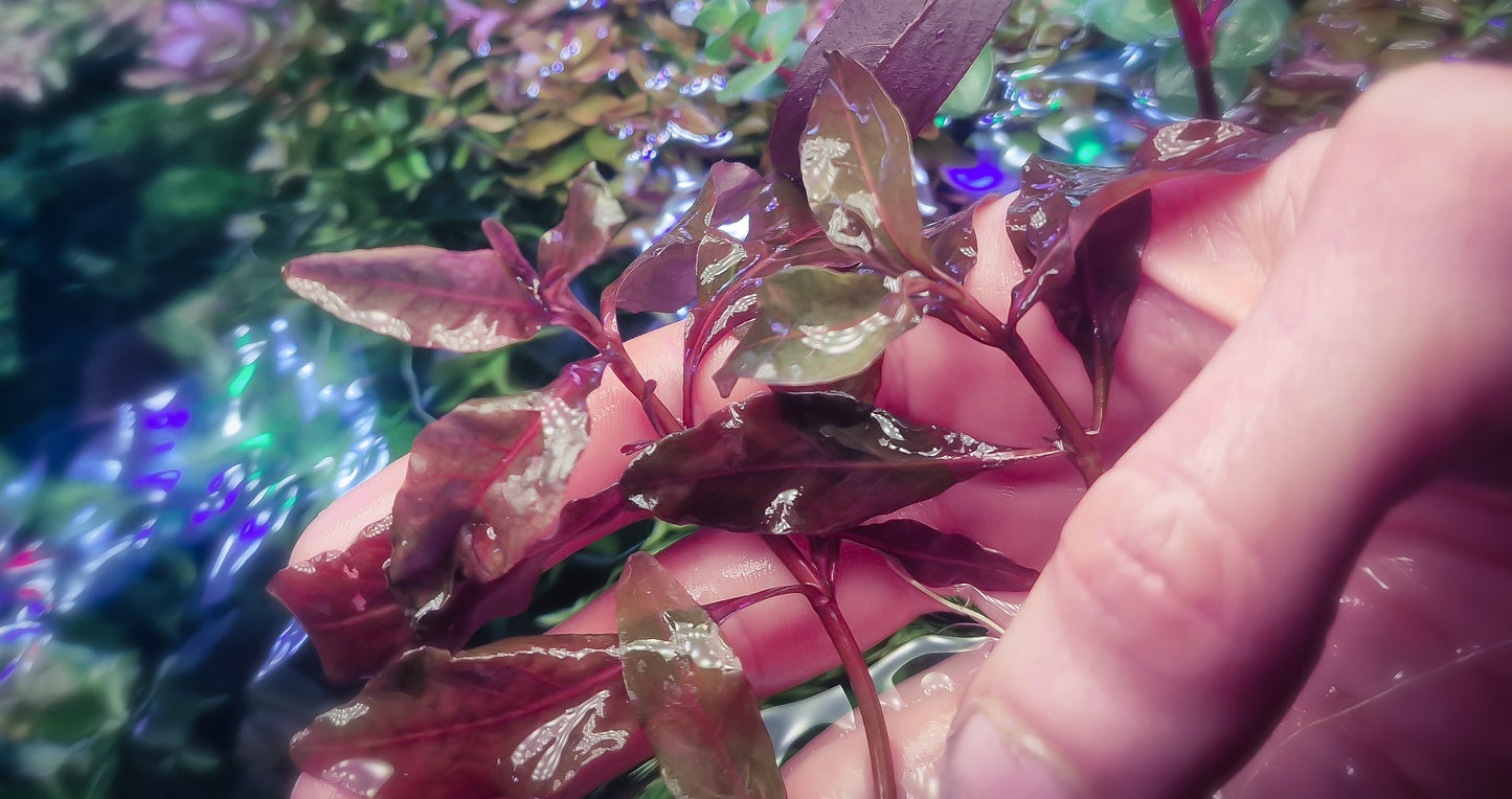 Hygropila sp Bold 10stems 15cm