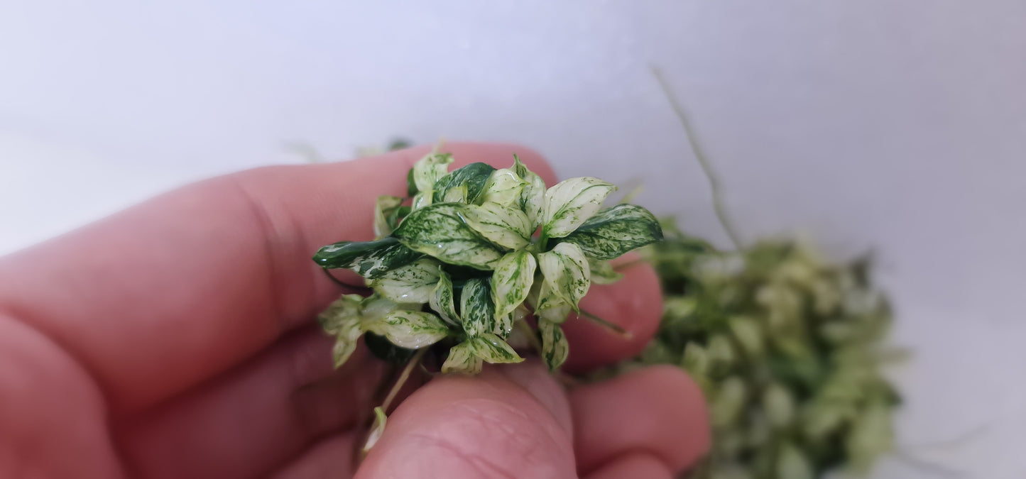Anubias glabra variegated 3 plant rare plant aquarium