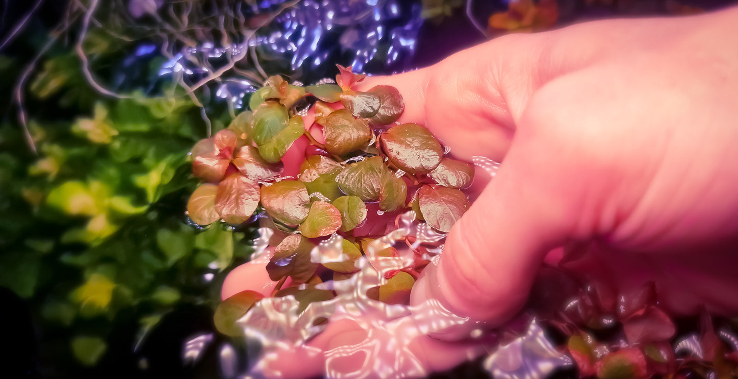 Ludwigia mato grosso 5 stems 15cm