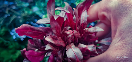 Althernanthera rosenerving 10 stems 15 cm