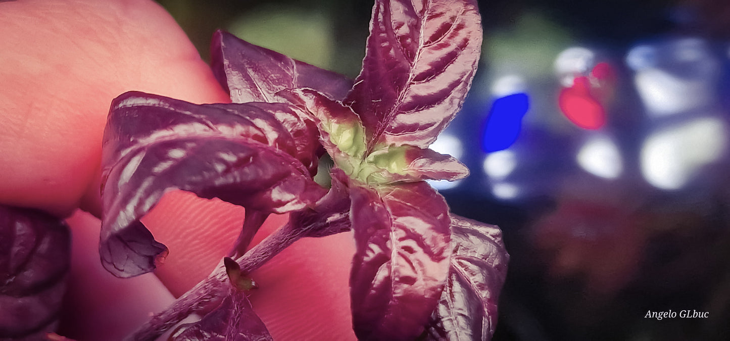 Staurogyne repens purple leaf