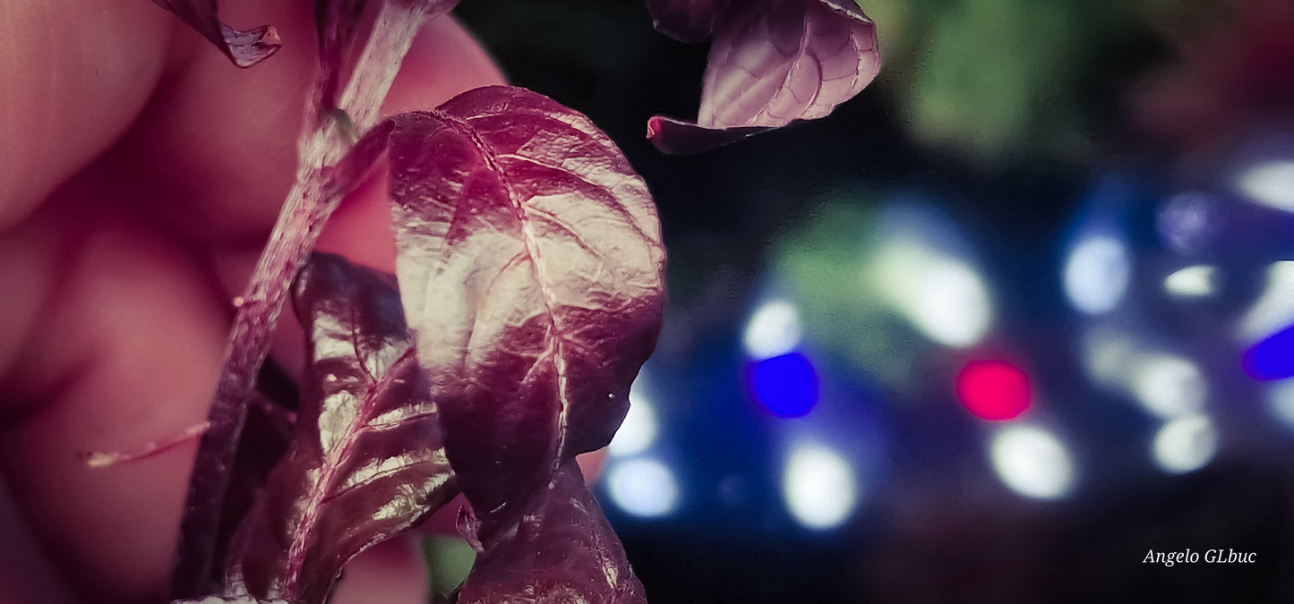 Staurogyne repens purple leaf