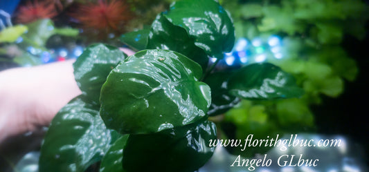 Anubuas barteri barteri XLmother plants