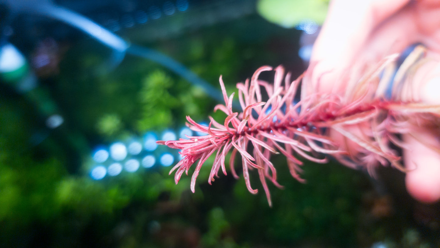 Ludwigia white/pink in the growth phase (available 15/10/2025)
