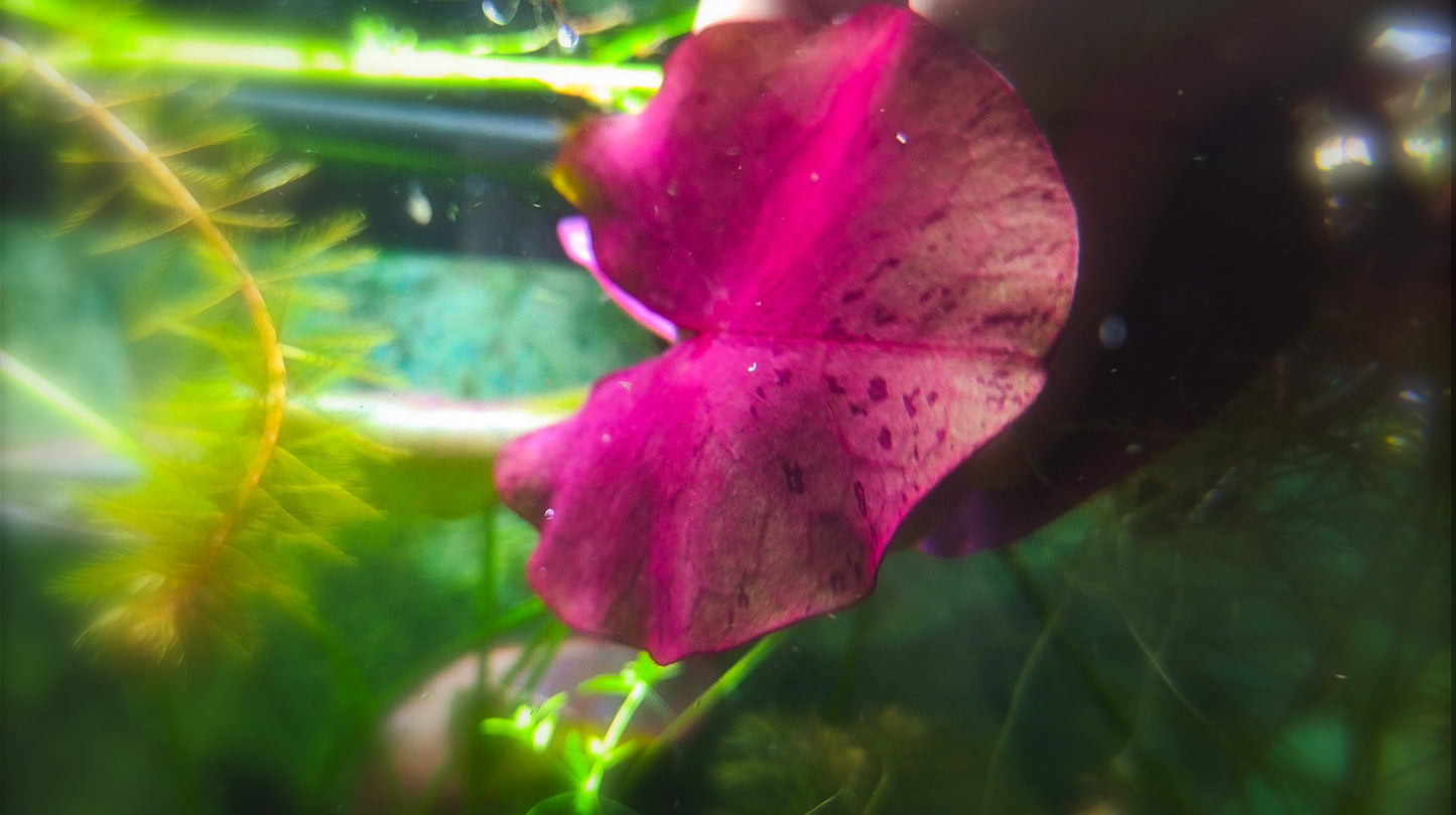 nymphaea peru puerto maldonado Nynphaea perù red 1 plant