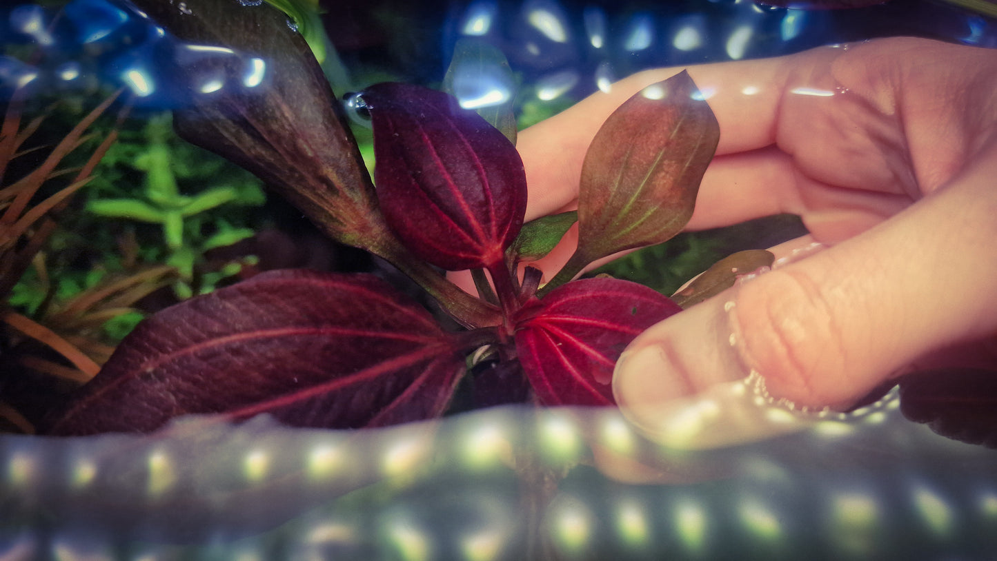 Echinodorus iguazu 2009 red