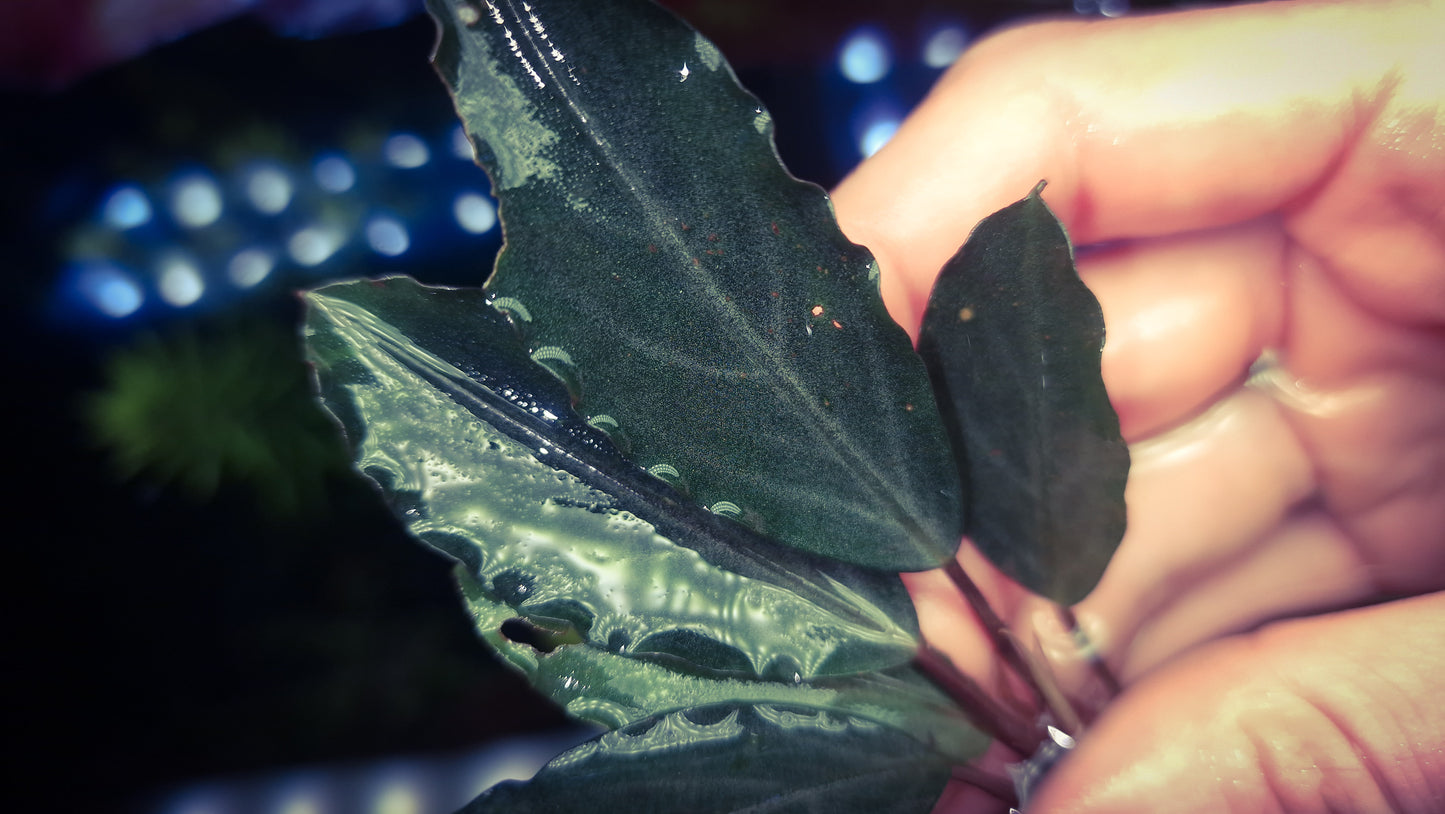 Bucephalandra c. Silver 1 plant rare plants aquarium