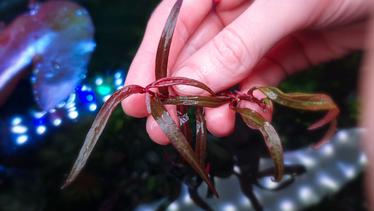 Persicaria sp. "Pak Chong 10 stems
