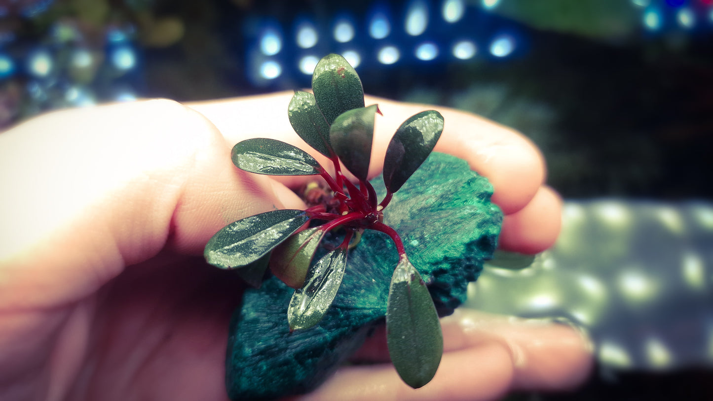 Bucephalandra Penelope rare plants aquarium 1 plant