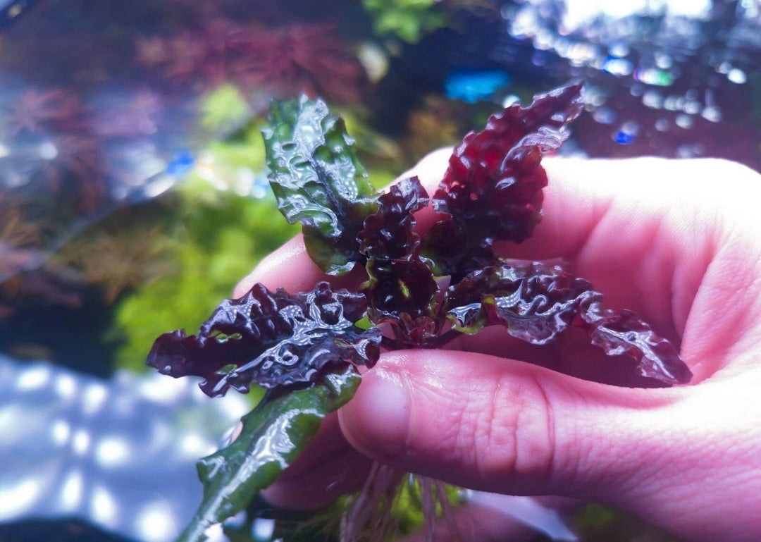 Green gecko cryptocoryne