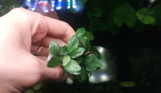 Anubias jade /white 1 plant