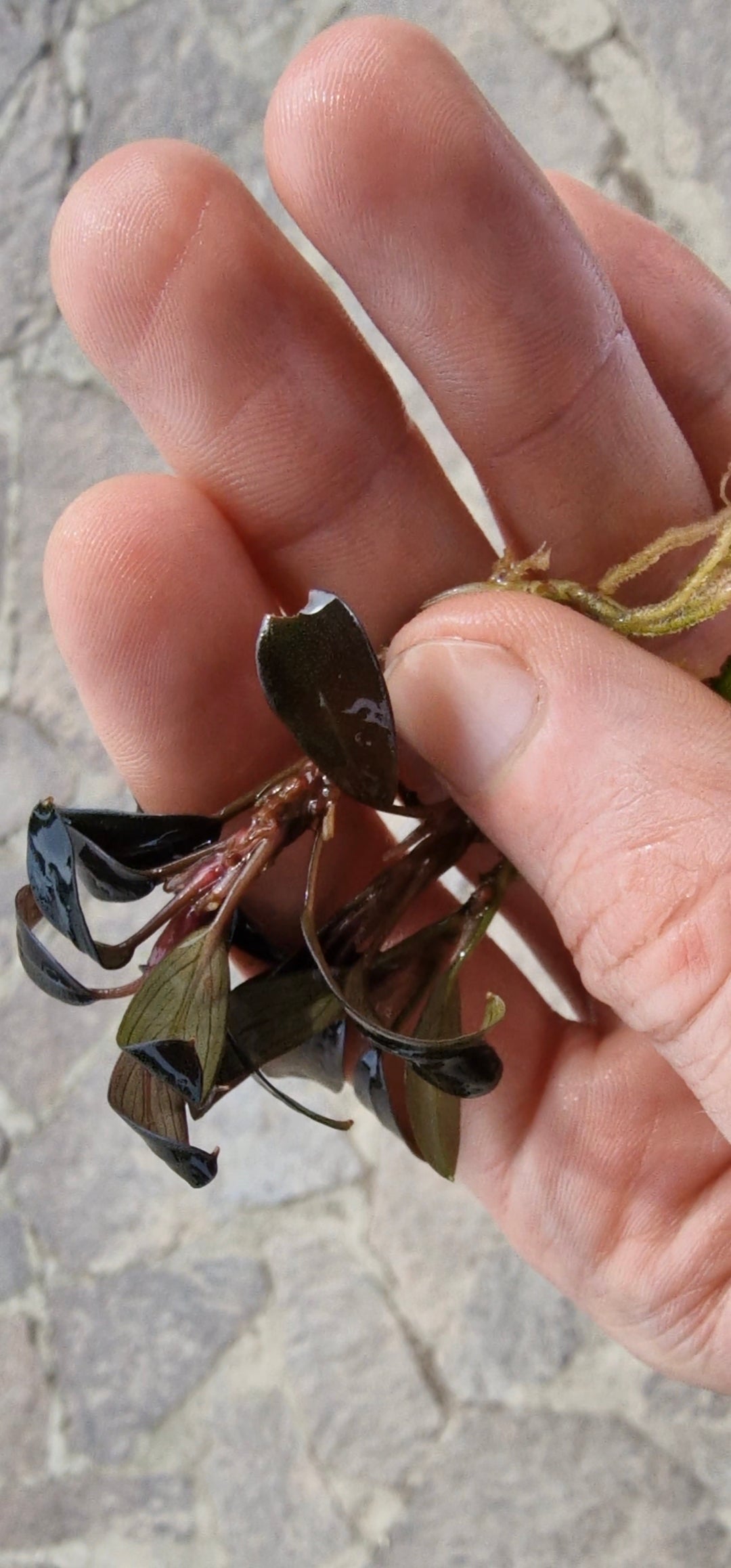 Bucephalandra Metallic Black Angel