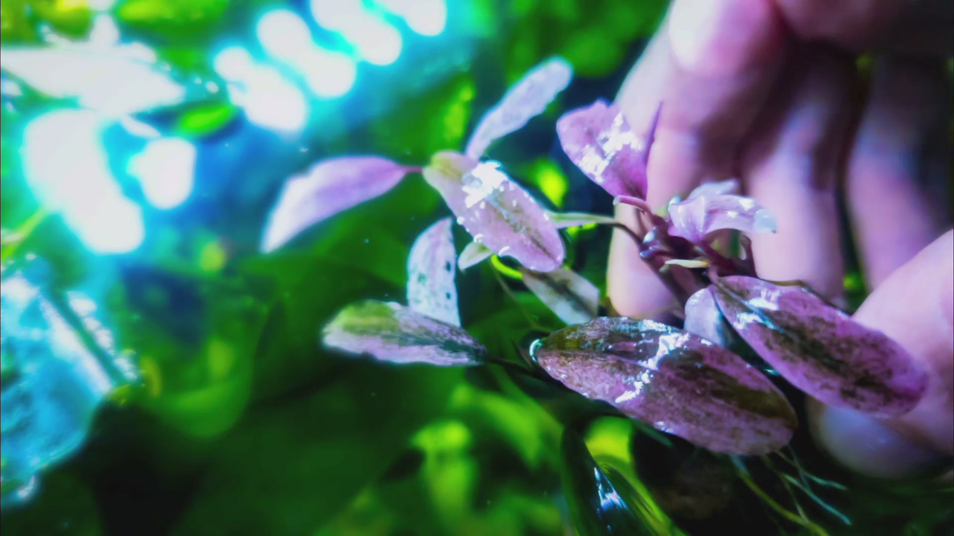 Bucephalandra 