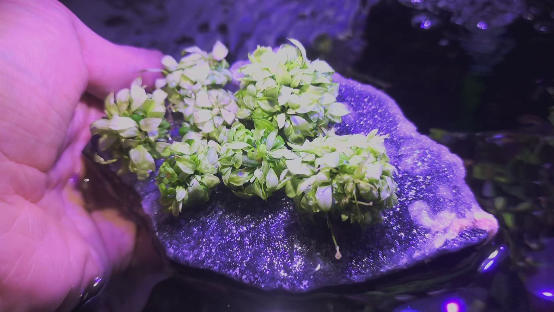 Anubias pangolino white – Rare Aquarium Plant 1pcs – FLORITH Angelo GLbuc