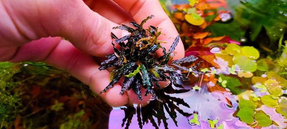 30 rhizome mix bucephalandra