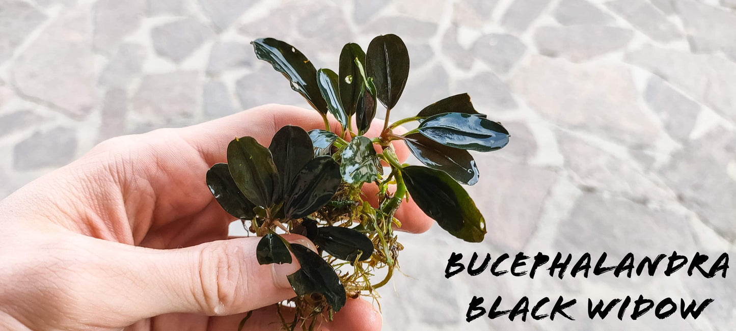 30 rhizome mix bucephalandra