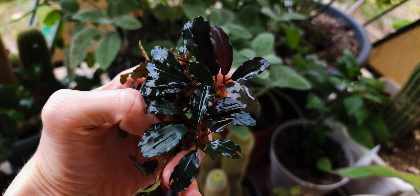 Mix bucephalanadra plants aquarium rhizome 7cm