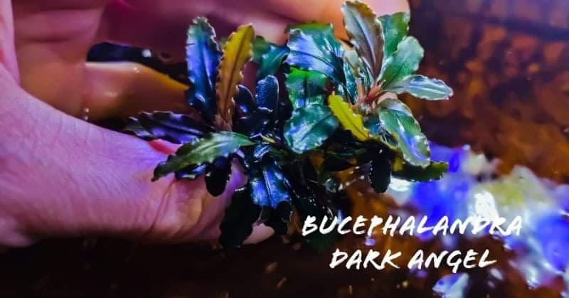 30 rhizome mix bucephalandra
